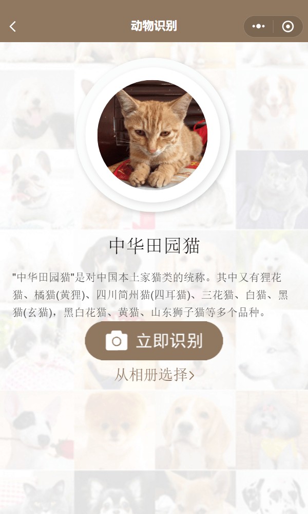 拍照识别大全_拍照识别大全小程序_拍照识别大全微信小程序